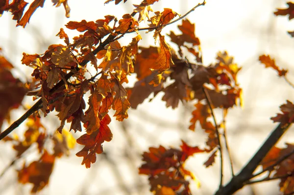 Feuilles de chêne séchées — Photo