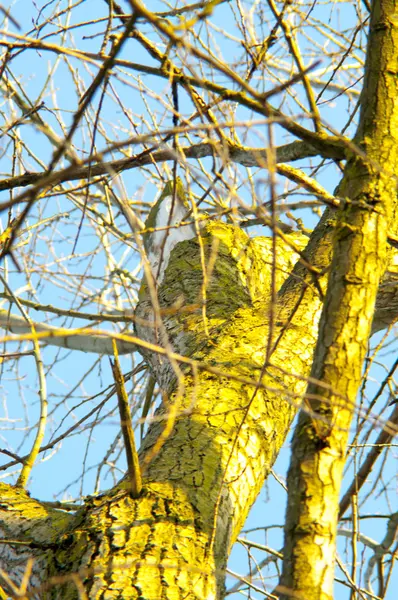 Baum in der Dämmerung — Stockfoto