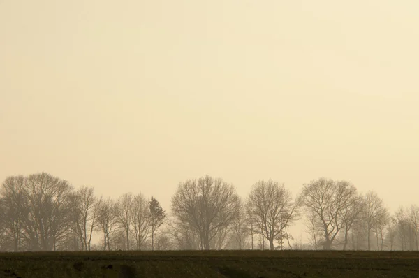 Albero al crepuscolo — Foto Stock