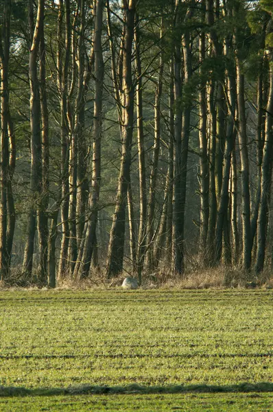 Arbre au crépuscule — Photo