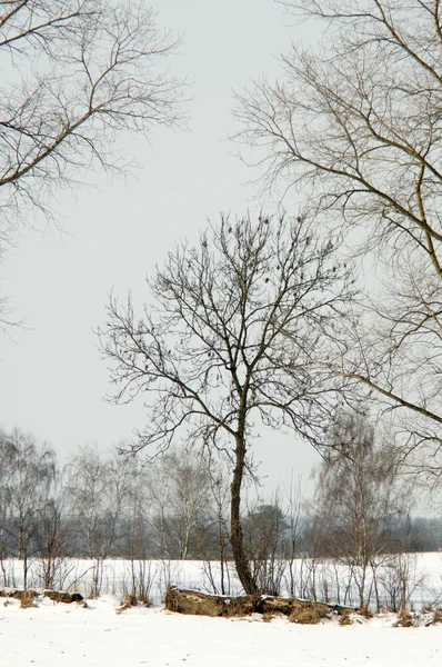 Drzewo o zmierzchu — Zdjęcie stockowe