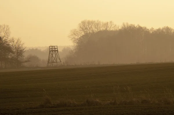 Strom za soumraku — Stock fotografie