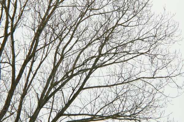 Árvore ao entardecer — Fotografia de Stock