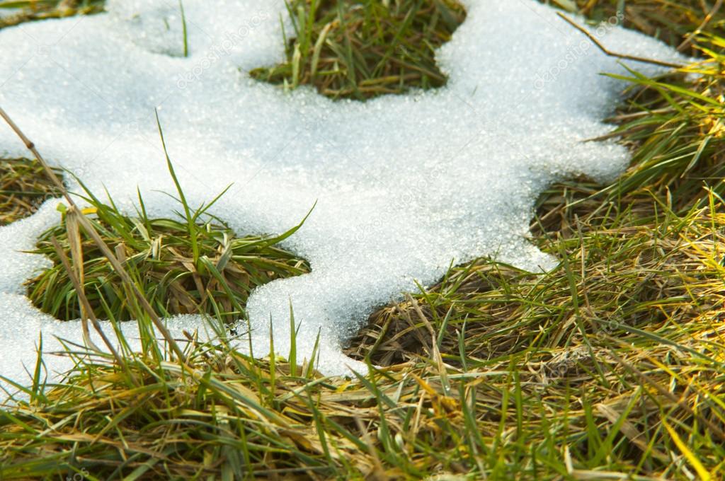 Melting snow on the meadow