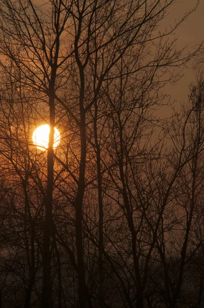 Arbre au crépuscule — Photo