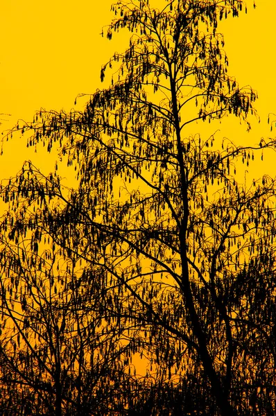 Árbol al atardecer — Foto de Stock