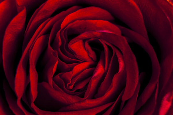 An image of red rose close up