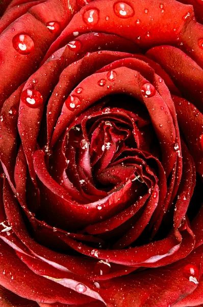 Red rose — Stock Photo, Image