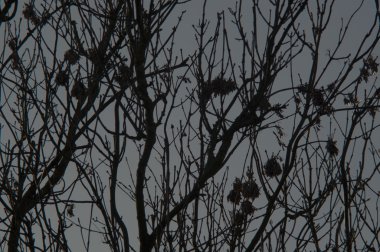 ağaç alacakaranlıkta