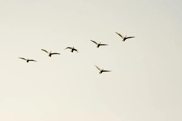 Kazların göç — Stok fotoğraf