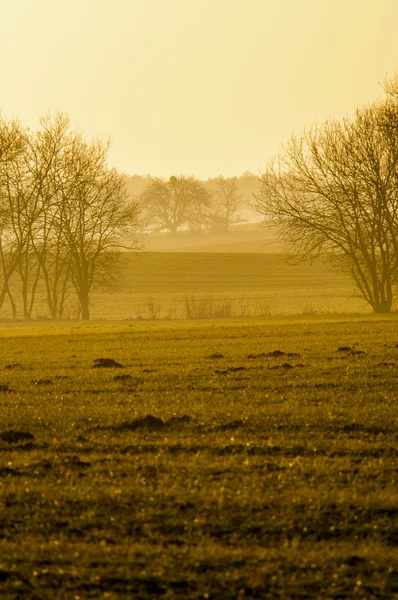 Baum in der Dämmerung — Stockfoto