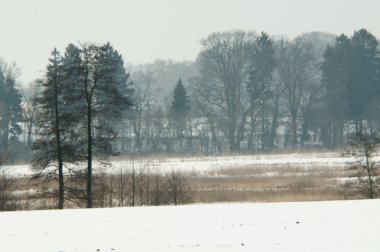 ağaç alacakaranlıkta