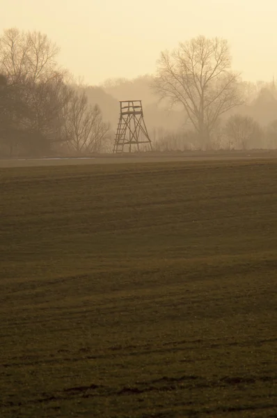 Strom za soumraku — Stock fotografie