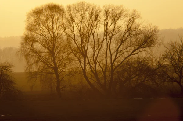 Tree at dusk — Stock Photo, Image