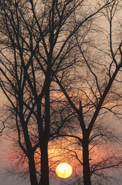 在黄昏的树 — 图库照片