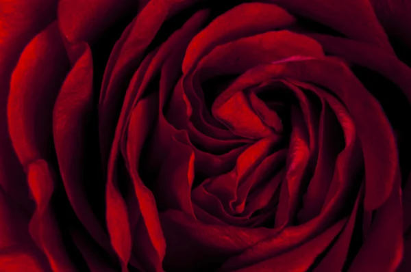 Red rose — Stock Photo, Image