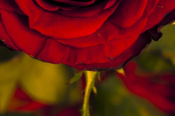 Red rose — Stock Photo, Image