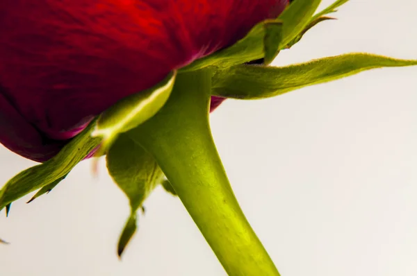 Red rose — Stock Photo, Image