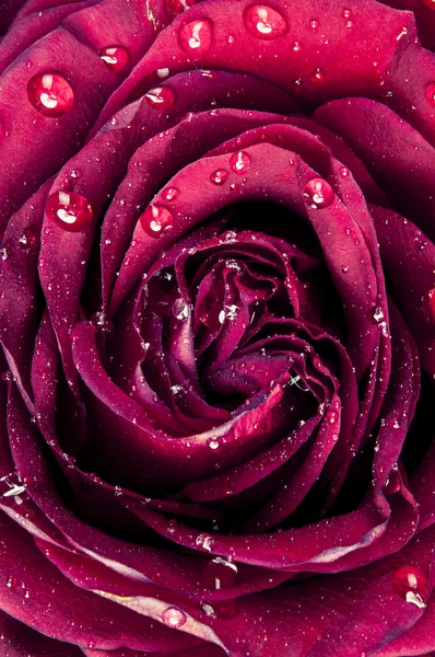 Red rose — Stock Photo, Image