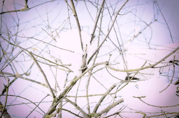 Дерево зимой — стоковое фото