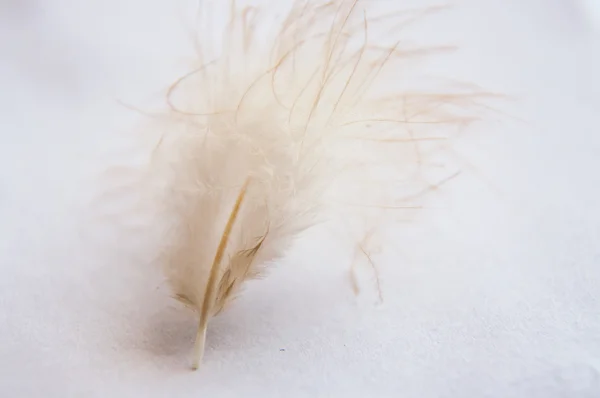 Chicken feather — Stock Photo, Image