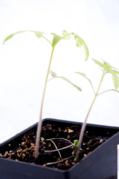 Jovem planta de tomate — Fotografia de Stock