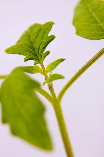 Jovem planta de tomate — Fotografia de Stock