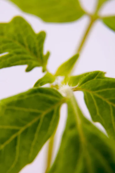 Jeune plante de tomate — Photo