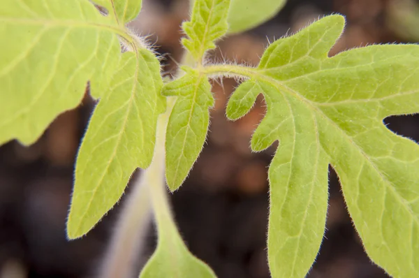 Jovem planta de tomate — Fotografia de Stock