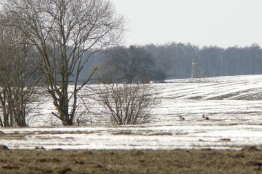 Mısır gevreği alan kış