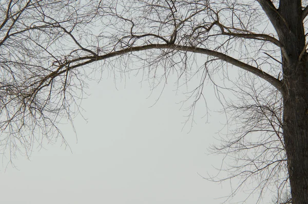 Baum im Winter — Stockfoto