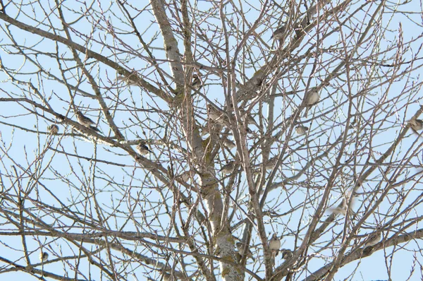 Drzewo zimą — Zdjęcie stockowe