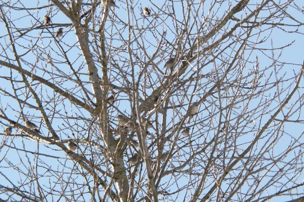 Árbol en invierno — Foto de Stock