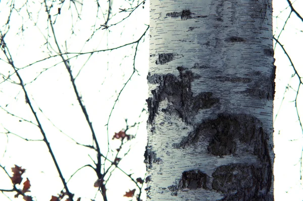 Árvore no inverno — Fotografia de Stock