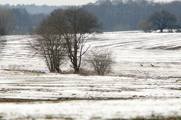 Campo de cereais no inverno — Fotografia de Stock