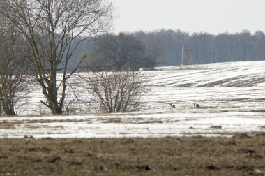 Mısır gevreği alan kış