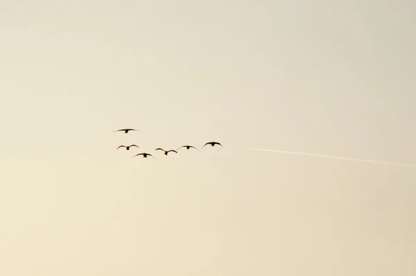 Ganzen migratie — Stockfoto