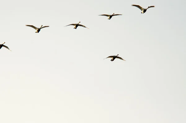 Migration des oies — Photo