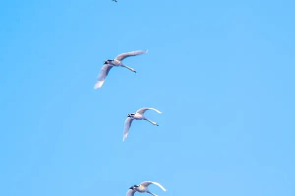 Geese migration — Stock Photo, Image