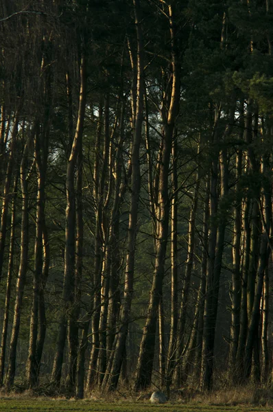 Árvore ao entardecer — Fotografia de Stock