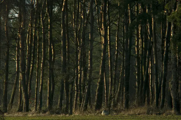 Arbre au crépuscule — Photo