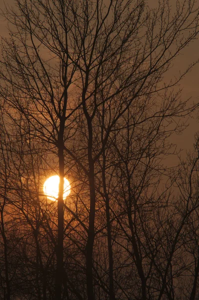 Árvore ao entardecer — Fotografia de Stock