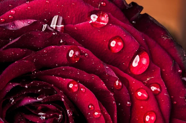 Red rose — Stock Photo, Image