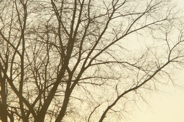 Baum im Winter — Stockfoto