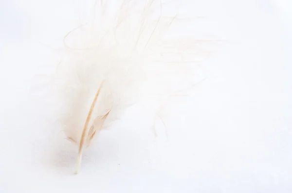 Куриное перо — стоковое фото
