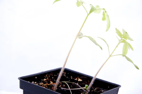 Młode rośliny pomidorów — Zdjęcie stockowe