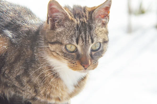 Gato gracioso — Foto de Stock