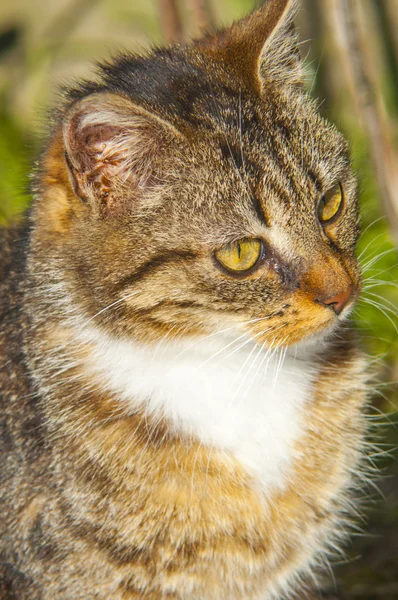 Lustige Katze — Stockfoto