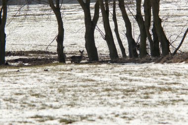 Kışın düşman geyik