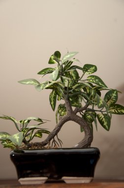 Bonsai Ağacı